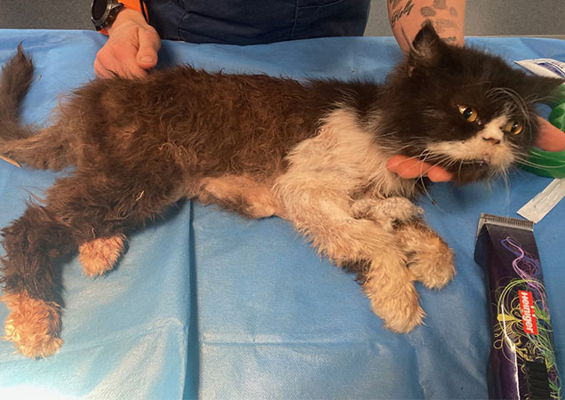 jessie the cat blood transfusion